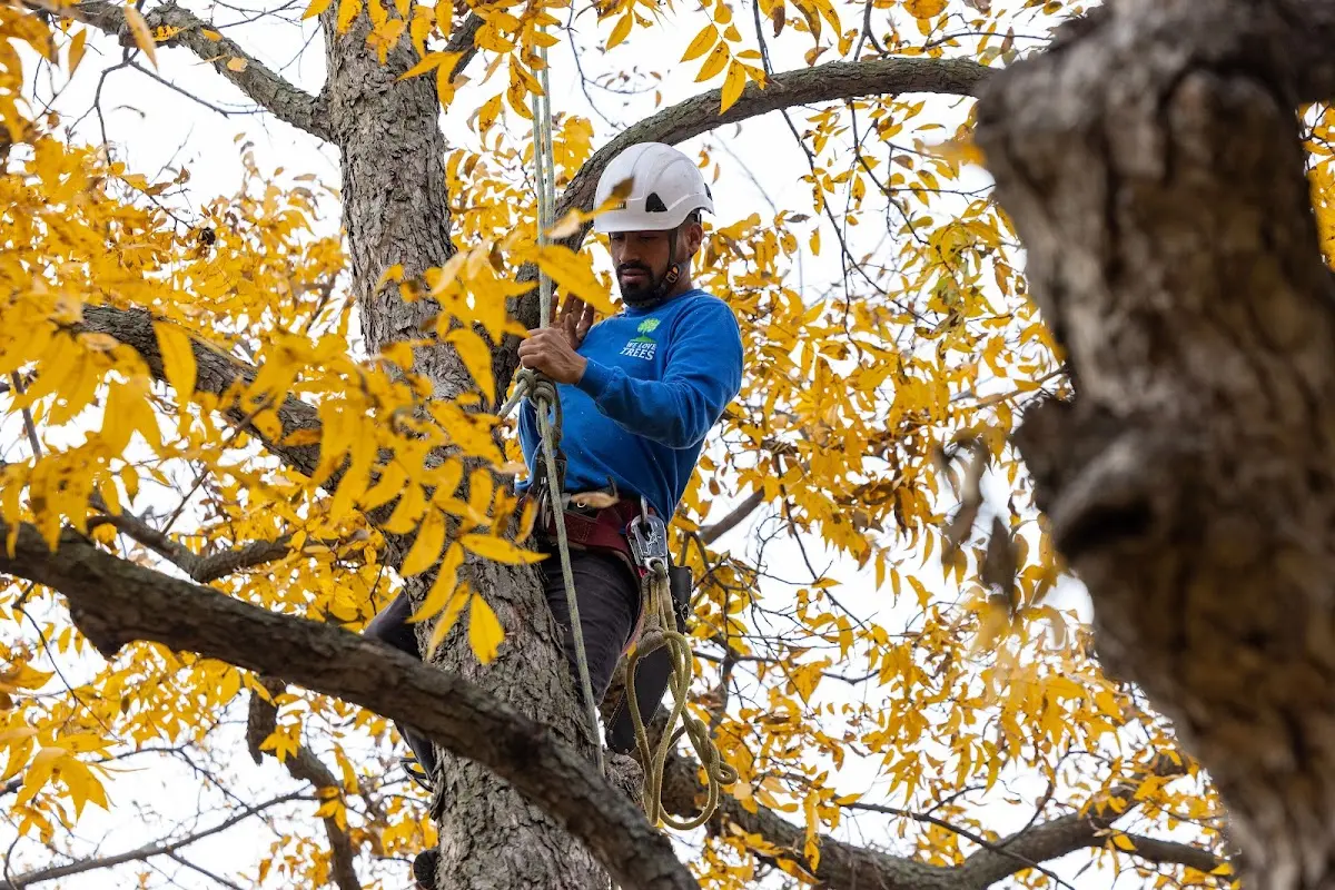 Skilled Tree Transplanting crew working in Deckerville